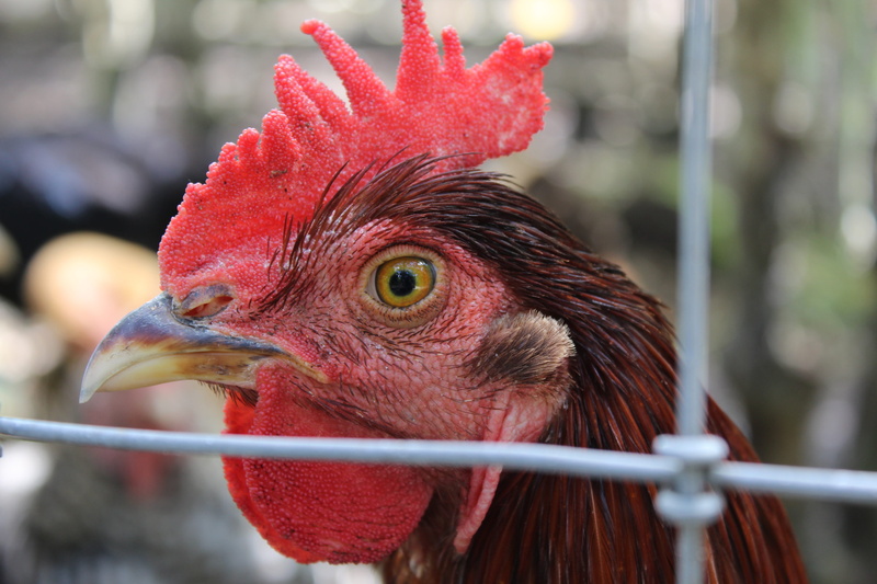 cockscomb, plumage, animal eye, vertebrate, bill, focus on foreground, domestic, animal, day, portrait, close-up, hahn, nature, crow, farm, profile view