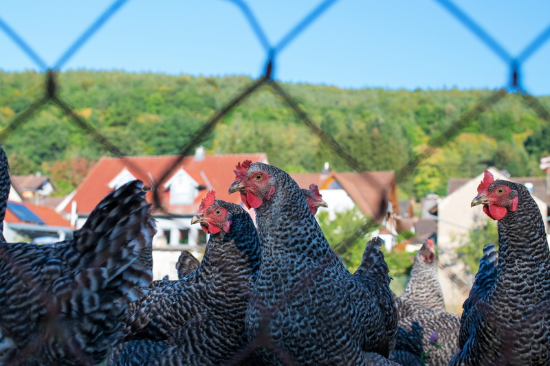 bird, mammal, male animal, pets, landscape, domestic animals, comb, livestock, farm, outdoors, chicken, group of animals, grey hen, animal portrait, poultry