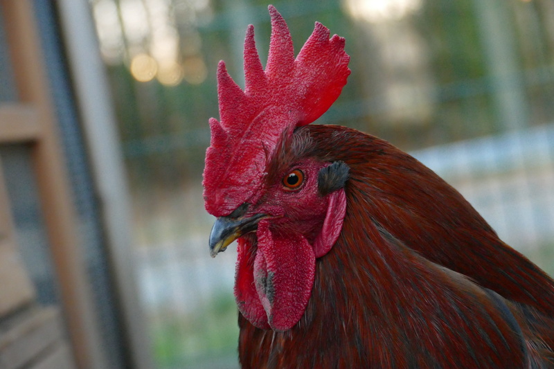 cattle, chicken, no people, pets, cockscomb, animal head, chicken - bird, head, vertebrate, bird, focus on foreground, close-up, animals crest, beak, hahn