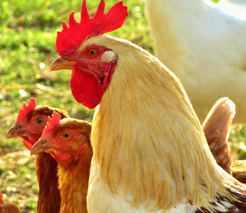 no people, chicken - bird, domestic animals, animal, animal head, male animal, group of animals, day, 2K, hahn, two animals, pets, focus on foreground