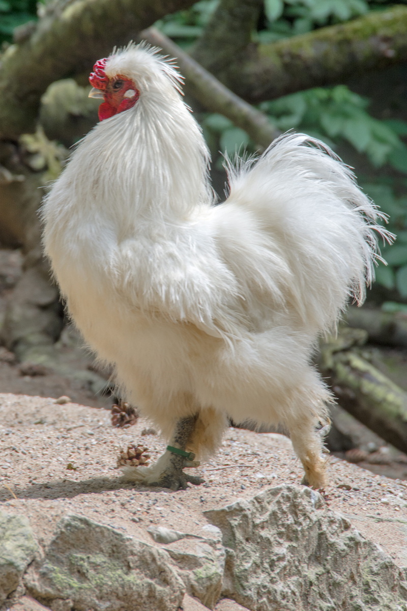 mammal, 4K, chicken, livestock, domestic animals, cockscomb, poultry, field, farm, land, no people, bird, white color, animal themes, day, outdoors, vertebrate