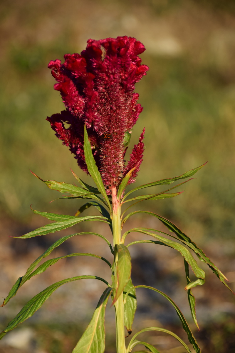 Cockscomb, 5K, green, plant stem, plant part, focus on foreground, italy, grass, spring, beauty in nature, pink, flora, flowering plant, summer, autumn