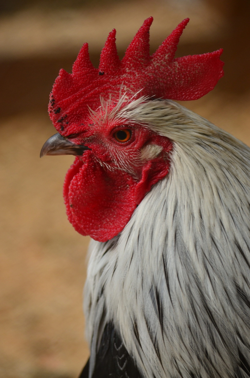 animals crest, Hahn, male animal, animal themes, chicken, bird, 4K, livestock, agriculture, photo, no people, Gockel, animal head, rooster, cockerel, close-up