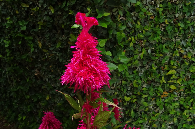 petal, lalmurga, haolei, Cockscomb, bloom, green color, vulnerability, india, leaf, ornamental, fragility, outdoors, plant, flowering plant, day, gardening