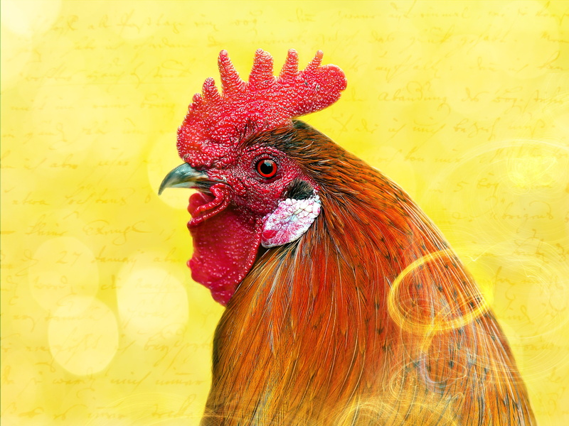 no people, indoors, animal head, cockscomb, rooster, animal, one animal, Hahn, chicken, wall - building feature, domestic animals, pets, vertebrate, mammal