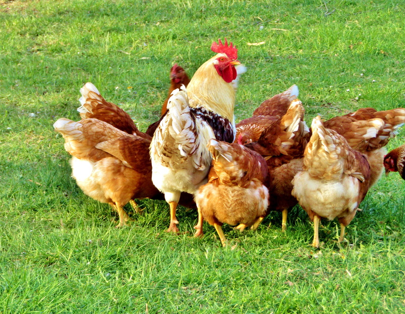poultry, no people, plant, 4K, plumage, domestic animals, pets, livestock, animal, hahn, outdoors, group of animals, portrait, chicken - bird, chickens