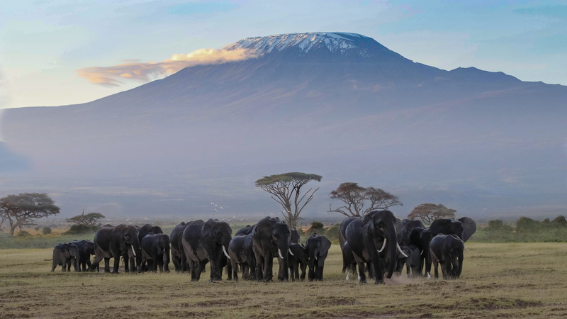 outdoors, herd of elephants, domestic, environment, animal wildlife, animal themes, landscape, plant, kenya, 5K, africa, herd, beauty in nature, animal world