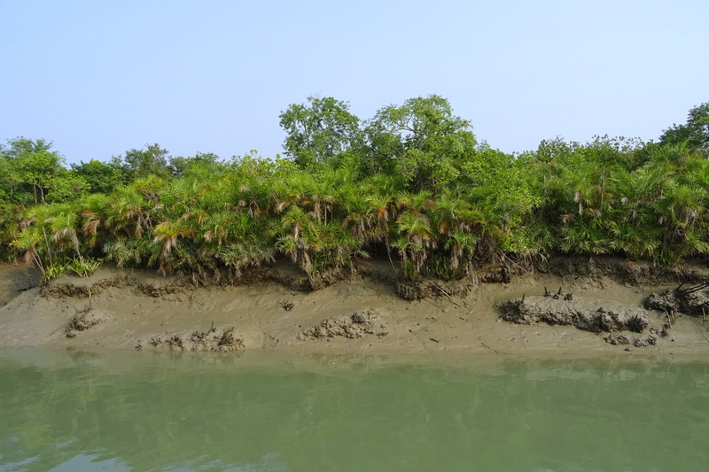 sundarbans, world heritage, landscape, land, scenics - nature, unesco, plant, ramsar site, forest, 2K, lake, river, no people, swamp, tranquility, non-urban scene