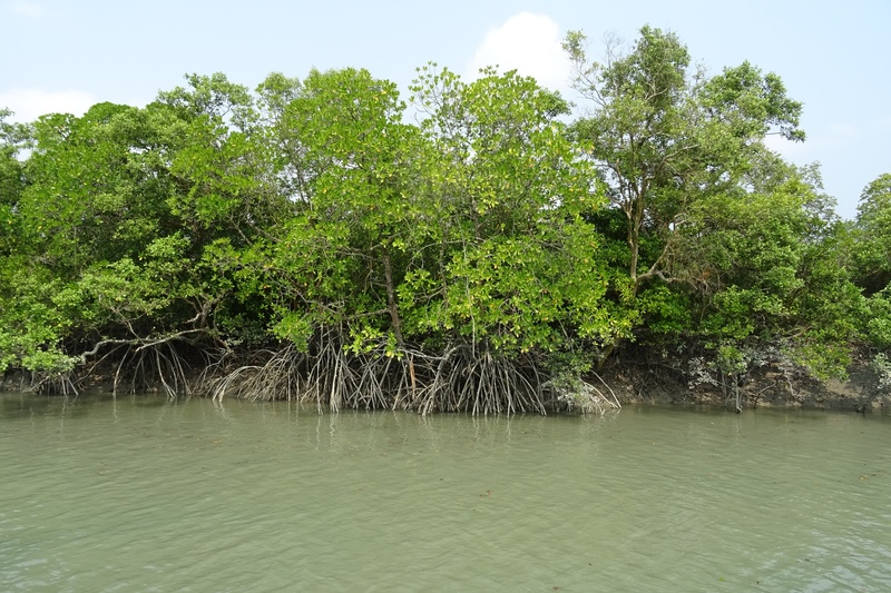 mangroves, sky, land, flora, 2K, forest, tranquil scene, stilt root, world heritage, plant, water, tree, swamp, non-urban scene, waterfront, beauty in nature