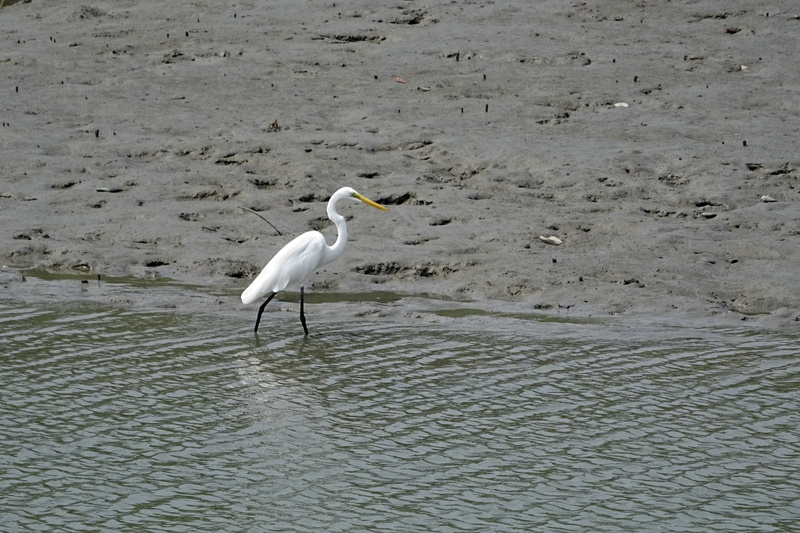 sundarbans, forest, swamp, animal themes, great egret, one animal, river, animals in the wild, india, seagull, day, bird, egret, world heritage, animal
