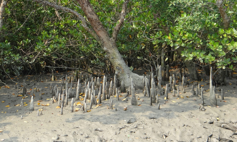 plant, Species, sunlight, sundarbans, india, 4K, Cone, green color, group of animals, wood - material, unesco, field, leaf, Roots, Flora, land, trunk