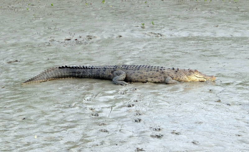 relaxation, carnivorous, animals in the wild, animal, water, 4K, sundarbans, environment, india, no people, ramsar site, indo-pacific crocodile, vertebrate