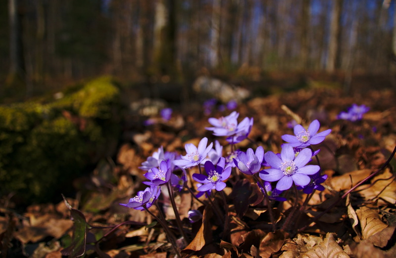 Spring, konigssee, Moss, Sunshine, flower head, nature, vulnerability, inflorescence, 1080P, close-up, flowering plant, growth, focus on foreground, Berchtesgaden