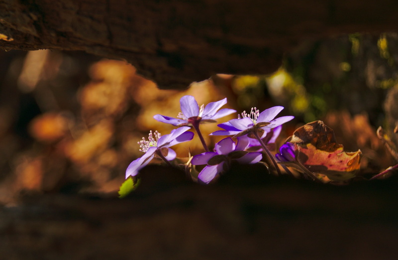 Purple, Crocus, outdoors, plant, fragility, flower head, petaled, no people, close-up, Seasons, forest, land, Blue, Germany, day, freshness, focus on foreground