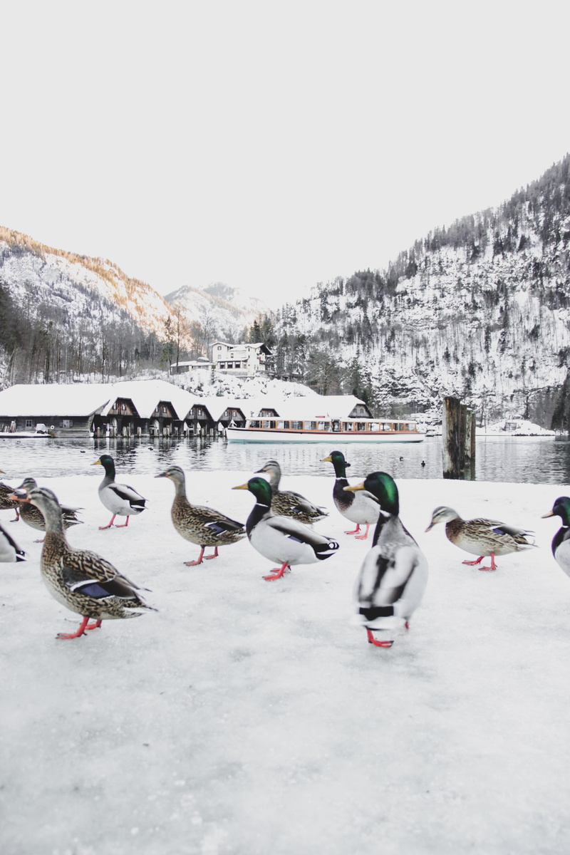 duck, anseriformes, large group of animals, tree, cold temperature, near, vertebrate, germany, waterfowl, winter, white color, beauty in nature, mallard