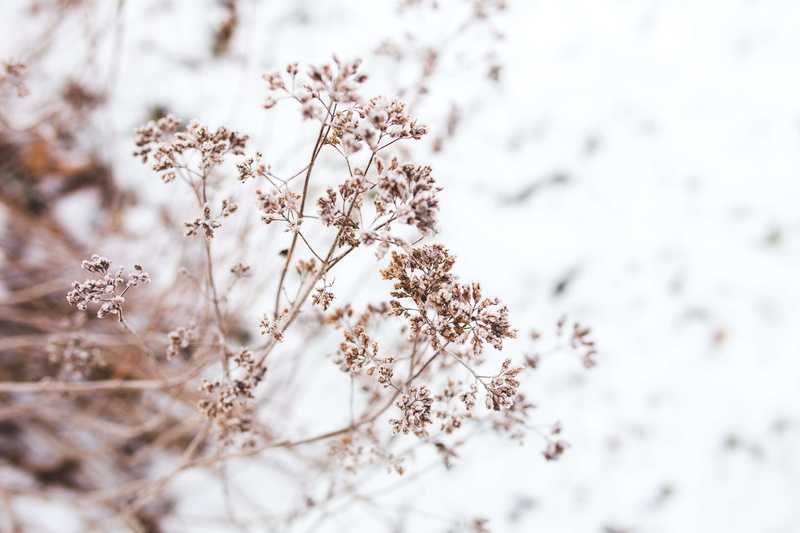 small, softness, flowers, tree, no people, dried, day, cherry blossom, snow, flowering plant, fragility, plant, springtime, snowing, blossom, winter, vulnerability