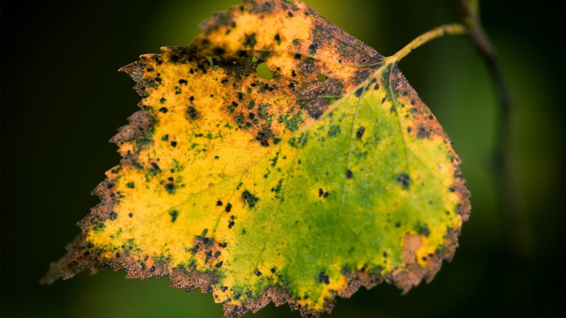 Leaves, Withered, 1080P