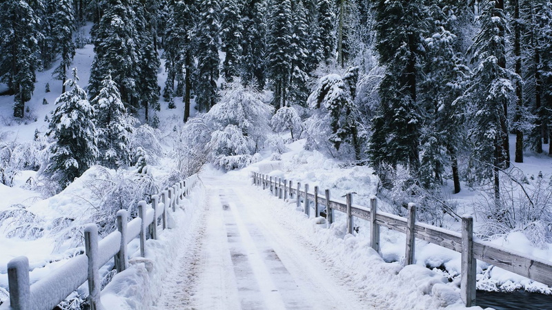 cold temperature, the way forward, plant, day, direction, white color, nature, 1080P, covering, tranquility, barrier, snows, diminishing perspective, scenics - nature