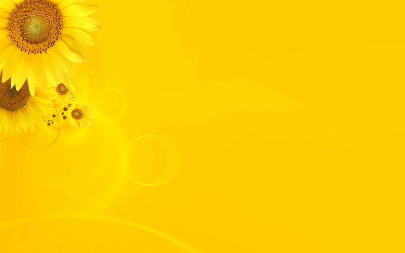 flowers, 1080P, sunflowers, minimalism, plants