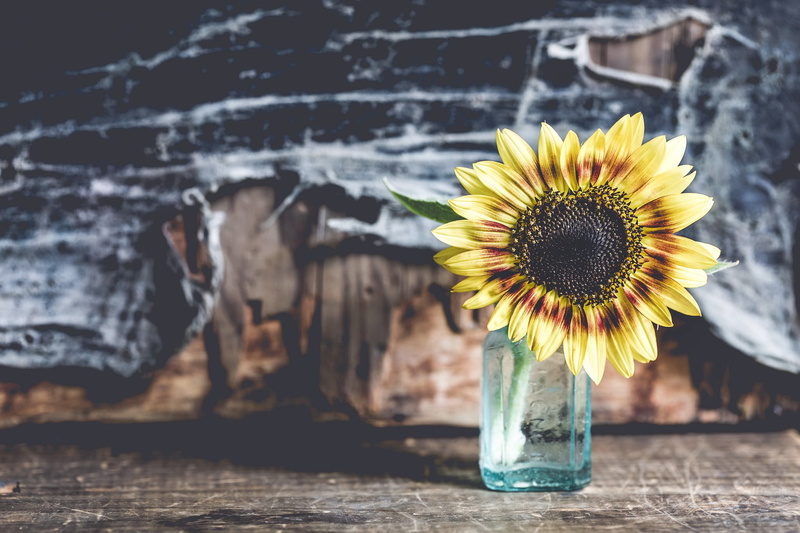 plants, flowers, sunflowers, 1080P