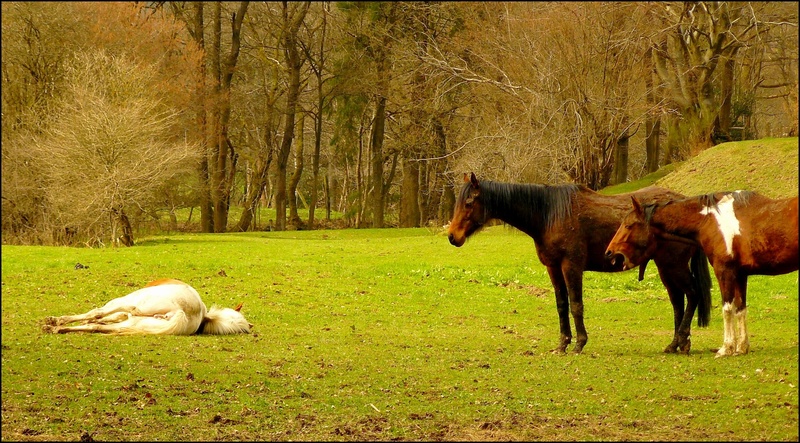 brown, plant, animals, vertebrate, nature, fauna, daytime, domestic, coupling, concerns, herbivorous, standing, near, tree, pets, watch, green, white, stand
