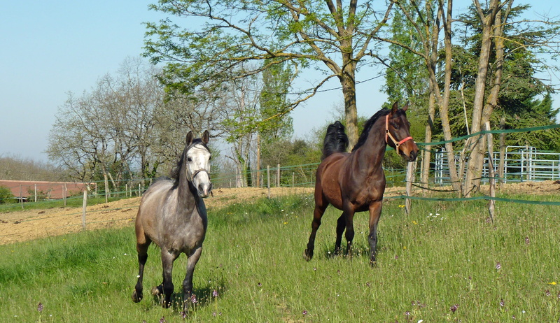 outdoors, no people, equine, prairie, pre, Arab, white, field, animal themes, Arabic, pets, plant, 2K, breeding horses, pure arab blood, breeding, herbivorous