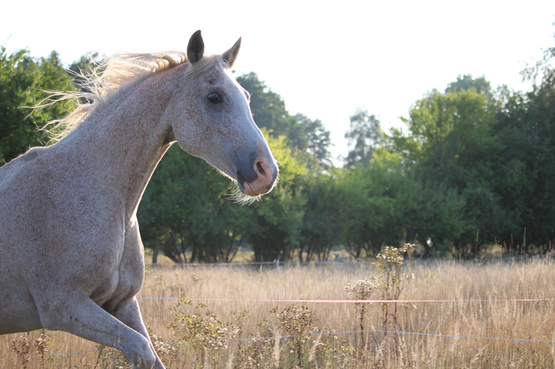 farm, horse head, plant, pferdeportait, white horse, outdoors, summer, animal themes, day, domestic, gallop, standing, meadow, farm Animals, animal, grass