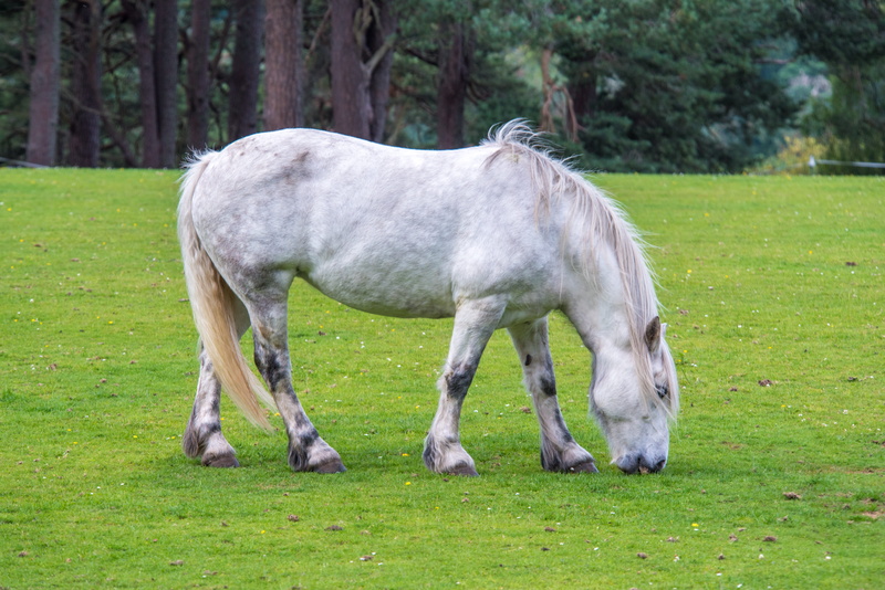 Green, farm, plant, White Horse, Grass, livestock, one animal, farm Animals, animal, dom, grass, field, pets, domestic animals, gallop, andalusian, green Color