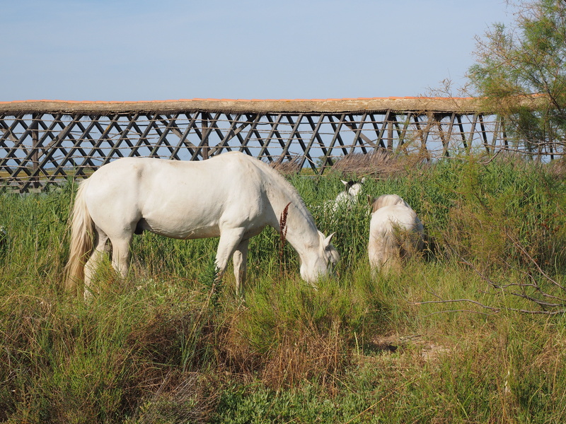 agriculture, france, animal, rural Scene, camargue, livestock, no people, grazing, domestic animals, sky, grass, outdoors, animal themes, land, meadow