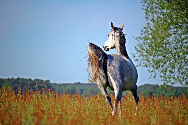 clear sky, two animals, animal themes, stallion, white, sky, group of animals, meadow, outdoors, 5K, domestic, plant, horse, rural Scene, pasture, herbivorous