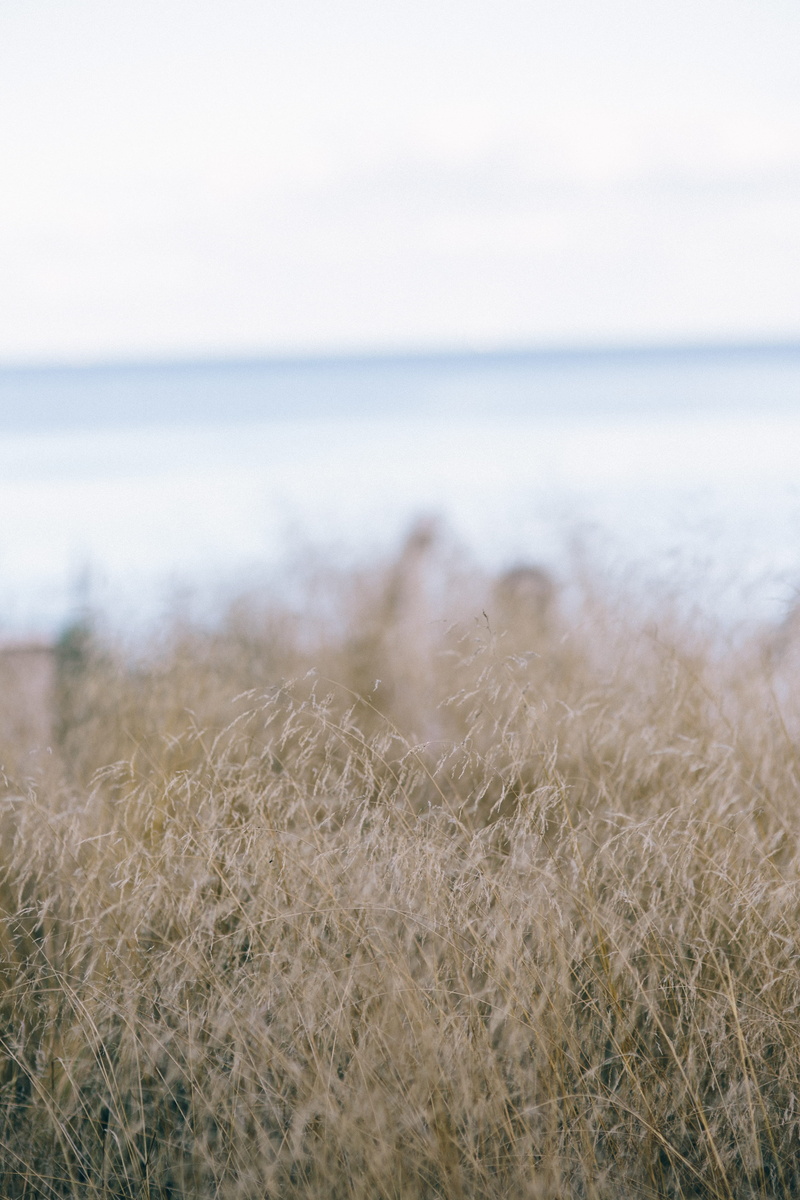 beauty in nature, summer, nature, withered grass, tranquil scene, outdoors, grass, beach, 4K, growth, sea, sky, field, coastline, Withered, land, scenics - nature