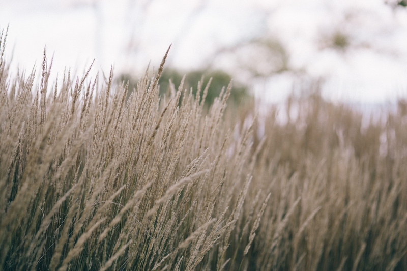 cereal plant, landscape, withered grass, close-up, growth, nature, selective focus, agriculture, plant, land, wind, beauty In Nature, no People, 4K, field