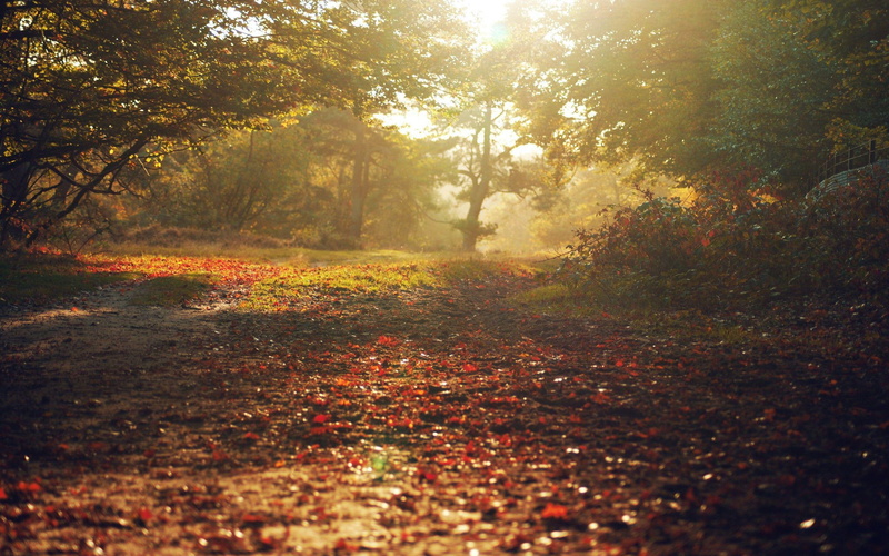 foliage, leaves, fall, alley, leaf, 2K, withered, road, autumn, park, 2560x1600, covered, nature, tree
