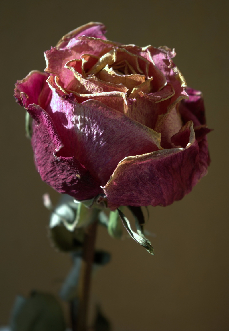 plant, focus on foreground, petal, withered, no people, flower head, flower, wilted plant, growth, close-up, petals, fragility, vulnerability, rose bloom