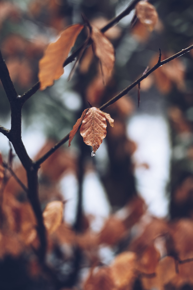 daylight, natural condition, nature, close-up, focus on foreground, autumn collection, growth, blur, fall, brown, environment, no people, close, branch