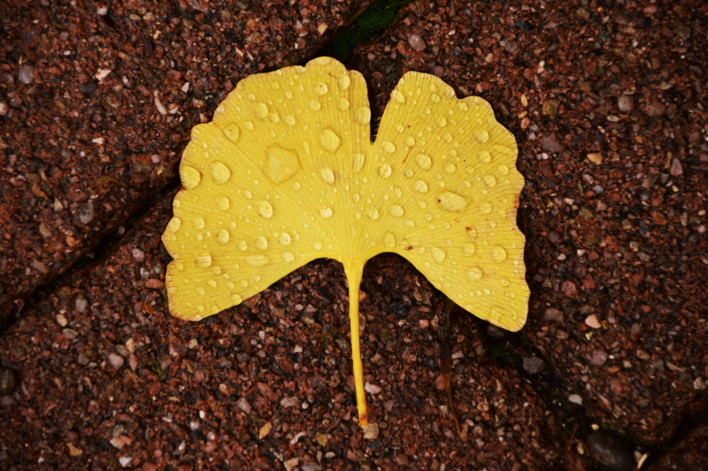 day, yellow, flower, growth, raindrop, yellow sheet, change, wet, directly above, ginkgo leaf, dried leaves, fan leaf tree, drip, 5K, close-up, water