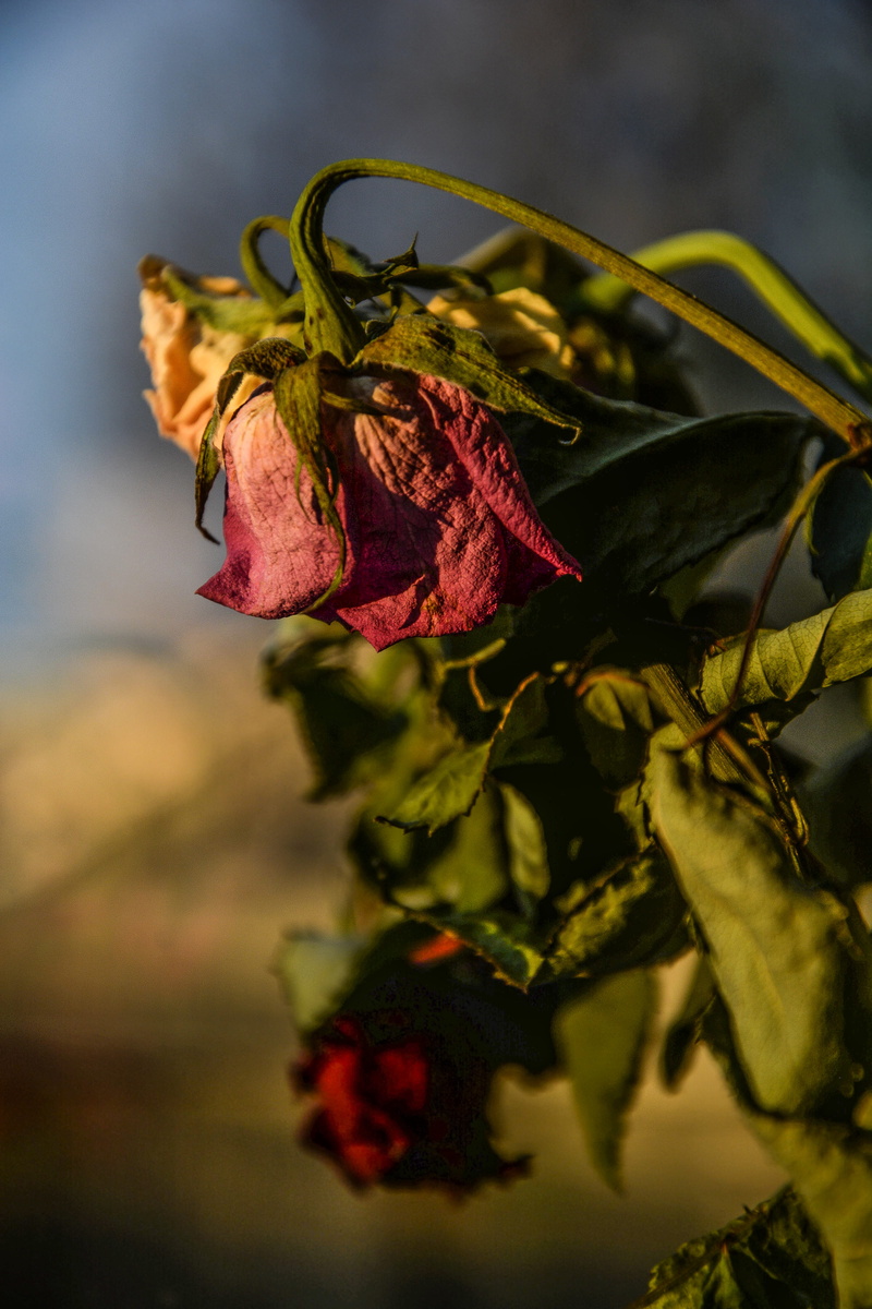 leaf, nature, wilted, freshness, blur, flora, selective focus, outdoors, fragility, rose, dried petals, branch, dried, vulnerability, dried leaves, sepal