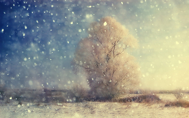 cold - Temperature, beauty In Nature, sunlight, environment, day, cold temperature, light - Natural Phenomenon, white, tree, outdoors, no people, ice, snow