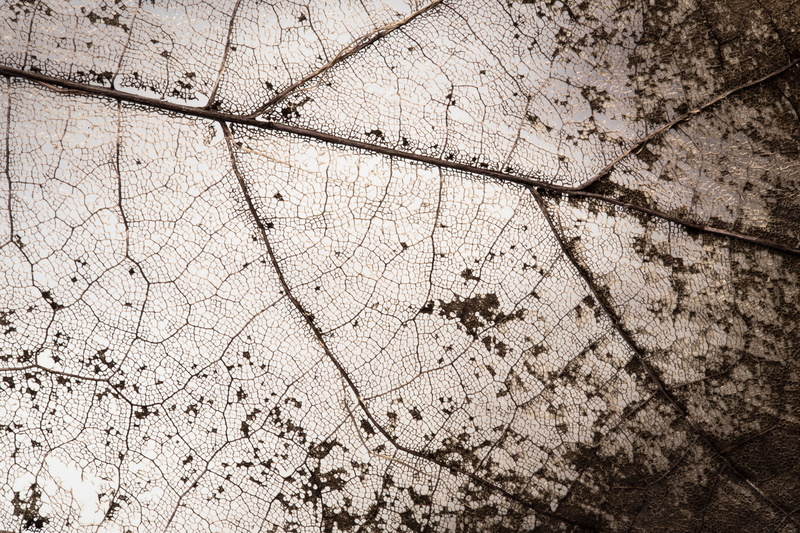 pattern, wood - material, dirty, textured, dirt, plant, backgrounds, photograph, tree, rough, macro, full frame, damaged, structure, cracked, nature, leaf