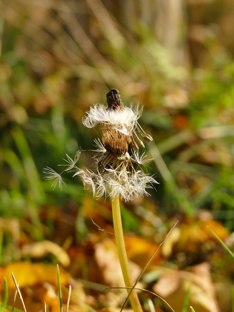 withered bloom, faded, plant, vulnerability, flower head, close-up, leaves, close, beauty in nature, dandelion seed, autumn, field, day, freshness, transience