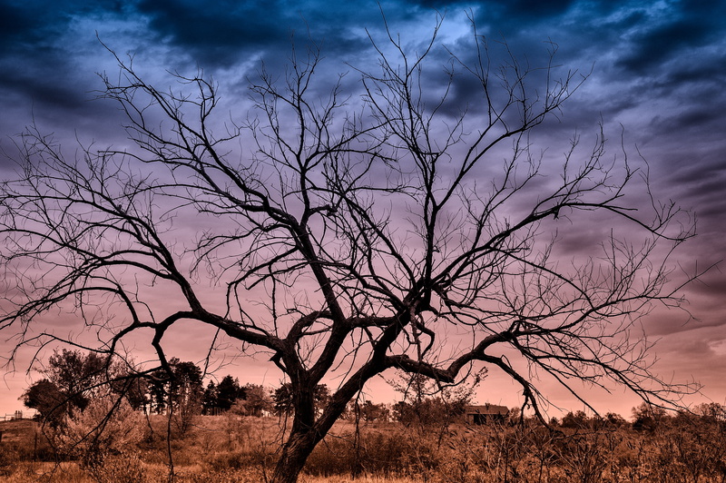 tree, tranquility, nature, bare Tree, withered, dusk, silhouette, landscape, arid Climate, branch, tranquil scene, scenics - nature, bush, acacia Tree