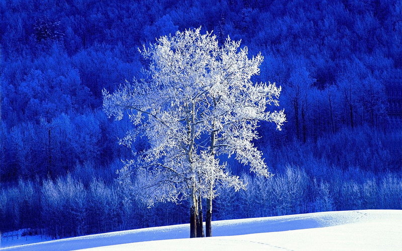 forest, ze, 1080P, nature and l, tree, nature, frost, alone, freeze, landscape, white, snow, winter