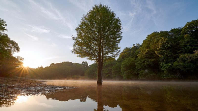 environment, lone tree, nature, cloud, outdoors, 4K, reflection lake, water resources, tree, water, forest, sunlight, scenics - nature, landscape, no people