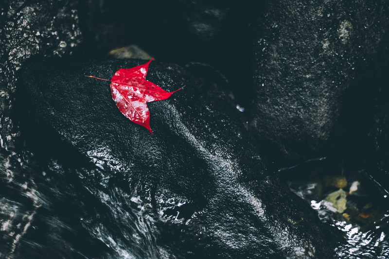 abstract, winter, christmas, outdoors, maple, artist, lake, floating, maple leaf, rock, creative, high angle view, selective focus, no people, water, river