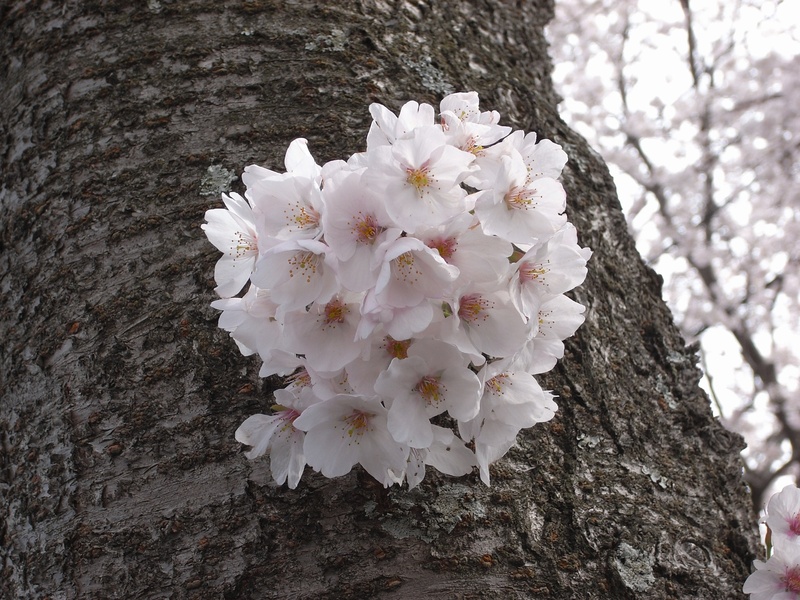 flower head, close-up, cherry, white color, vulnerability, no people, cherry blossom, nature, flowering plant, flower, tree, outdoors, growth, pollen, petal