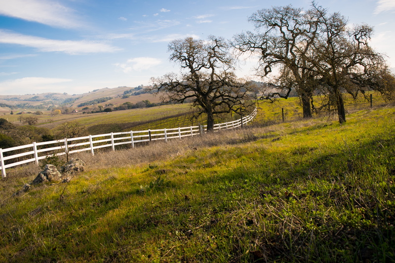 meritage, pasture, usa, fence, boundary, nature, no people, environment, outdoors, sonoma county, non-urban scene, rural, tree, 5K, sky, landscape, farm