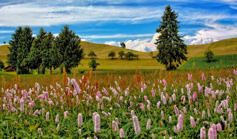 gayfeather, tree, plant, hills, springtime, outdoors, growth, mountain, agriculture, scenics - nature, flowering plant, rolling hills, freshness, flowerbed