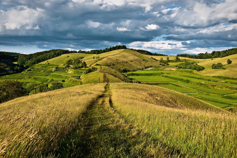 environment, rolling landscape, grass, tranquil scene, forest, cloud - sky, sky, agriculture, hill, green color, tranquility, 4K, outdoors, nature, plant