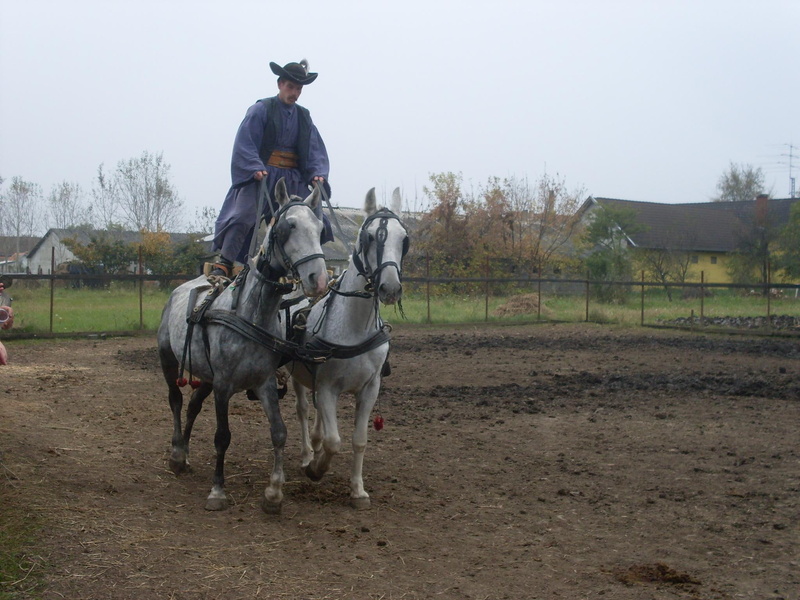 csikos, 1080P, animals, sport, hungary, horses, anymals