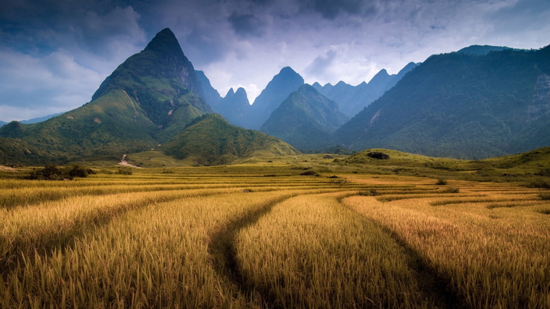 vietnam, nature, trees, hill, landscape, mountain, spikelets, 1080P, field, clouds, forest